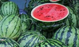 新疆网红吃瓜视频下载,一场视觉盛宴的美食之旅